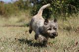 CAIRN TERRIER 056